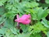 Show product details for Dicentra King of Hearts